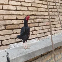 خروس کوشامو مشکی واکسی