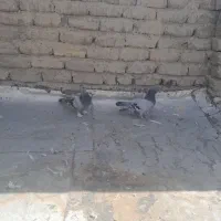 کبوتر اصفهانی|پرنده|اصفهان, ارغوانیه|دیوار