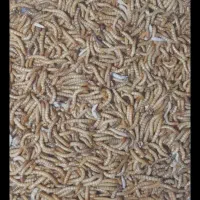 فروش میلورم خشک و زنده