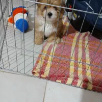 شیتزومالتیز