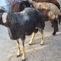 دوتا قوچ قزل افشار