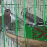 کبوتر خانگی|پرنده|زهک, |دیوار