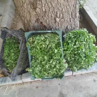 نهال گوجه|گل و گیاه طبیعی|آشخانه, |دیوار