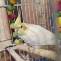 عروس هلندی ماده تقویت شده