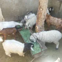 کهره،بره                               شهرک توحید