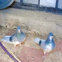 کبوتر یال سبز