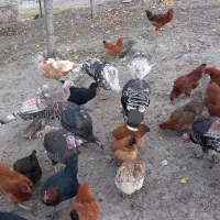 بوقلمون طبیعی|حیوانات مزرعه|آبش احمد, |دیوار