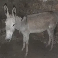 خرجوان‌‌آرام