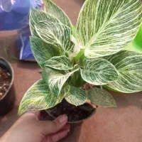 گل آپارتمانی زیر قیمت گلخونه|گل و گیاه طبیعی|یزد, |دیوار