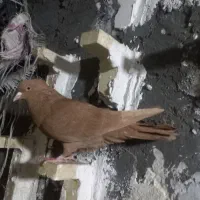 ماده زرد نو چپ دمبی