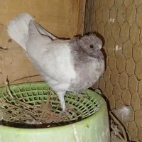 کفتر