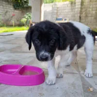 واگذاری توله سگ|سگ|لاهیجان, یوسف آباد|دیوار