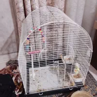 پرنده عروس فروشی|پرنده|بندر انزلی, انصار الحسین|دیوار