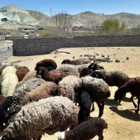 میش سیاه سام