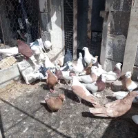 کبوتر رنگی|پرنده|اقلید, |دیوار