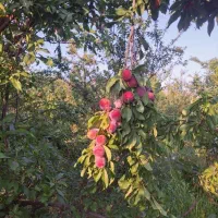 خونه باغ در روستای زیبای کریک بهترین لوکیشن|فروش خانه و ویلا|سی‌سخت, |دیوار