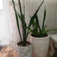گل سنسوری