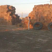 پرس گندم ۵۰۰وپرس جو ۵۰۰عدد