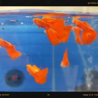 بار جدید گوپی کپی مولی گیاه خوار  شکم پر شارژ شد