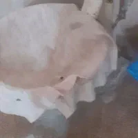 تنور ساجی وخمیر گیر|اجاق گاز و لوازم برقی پخت‌وپز|همدان, |دیوار