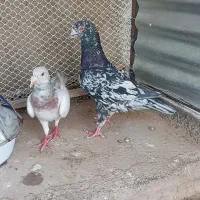 کبوتر هفرنگ