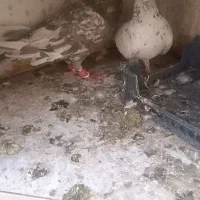 کفتر رنگی ودورگ