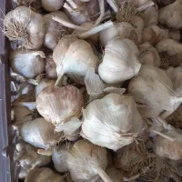 سیر تازه تند همدان