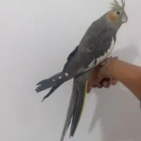 اروس هلندی  ماده