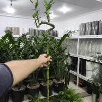 لاکی بامبو جوانه چینی اصل|گل و گیاه طبیعی|بندرعباس, |دیوار