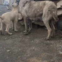 سگ ماده خراسانی