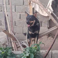 سگ گیرنده