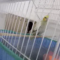 عروس هلندی ماده تخم گذار|پرنده|شوشتر, |دیوار