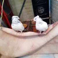 یه جفت کله دم سبز ماده کاکلی پرشی