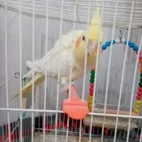 عروس هلندی ماده