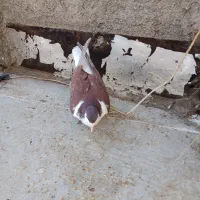 کفتر ساده سرخ|پرنده|تربت‌حیدریه, ۴۵ متری|دیوار