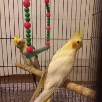 یک جفت عروس هلندی|پرنده|حمیدیا, |دیوار