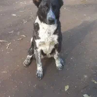 سگ ماده ۷ ماهه نگهبان