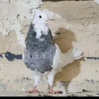 کبوتر|حیوانات|کرمانشاه, |دیوار