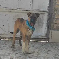 سگ پلنگی