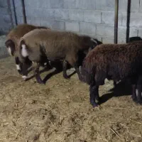 گوسفند بره نر افشار پروار