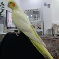 عروس هلندی کشیده جنسیت (نر)