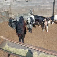 کهره نر فروشی قیمت 325000|حیوانات مزرعه|طسوج, |دیوار