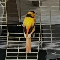 قناری نر آواز خوان و قناری ماده