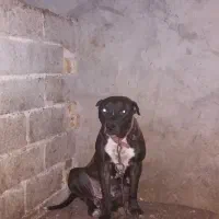 ماده پیتبول جفت خورده|سگ|اصفهان, باغ دریاچه|دیوار