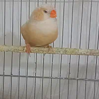 فنچ زبرا فول اورنج خالص هاف اورنج ماده تک موجوده|پرنده|پاکدشت, خاتون آباد|دیوار