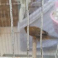 قناری نروماده با جوجه