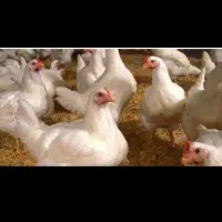 مرغ گوشتی ارگانیک