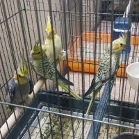 مرغ عروس|پرنده|آران و بیدگل, |دیوار