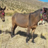 قاطر فروشی|حیوانات مزرعه|نمشیر, |دیوار