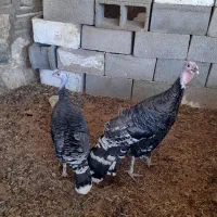 بوقلمون نر و ماده